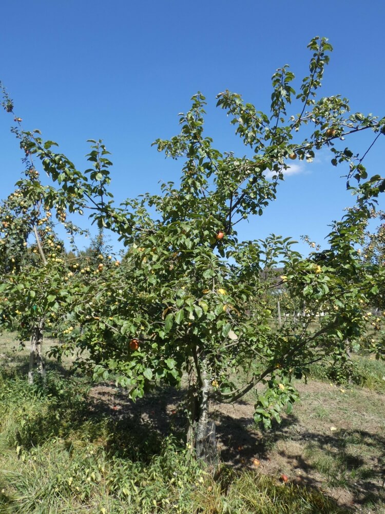 userfiles/produit/5651/arbre_var_218_gros Œillet.jpg